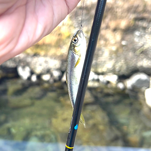 カワムツの釣果