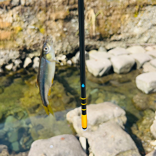 カワムツの釣果