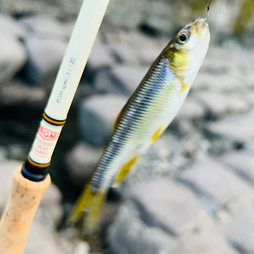 カワムツの釣果