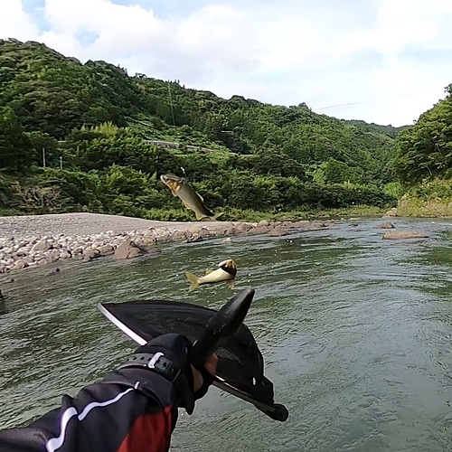 アユの釣果