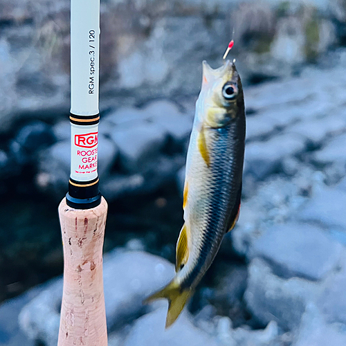 カワムツの釣果