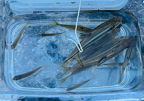 カワムツの釣果