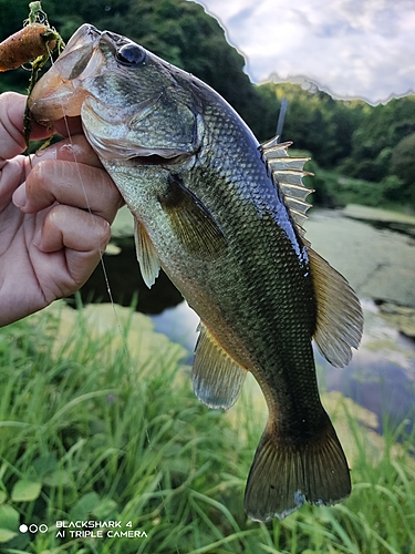 ブラックバスの釣果