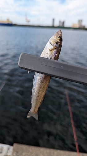 キスの釣果