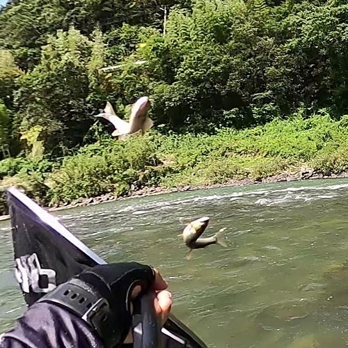 アユの釣果