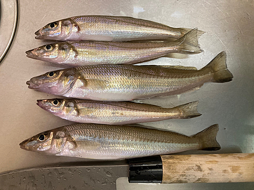 キスの釣果