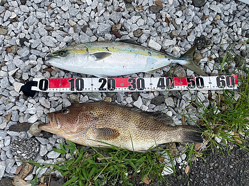 オオモンハタの釣果