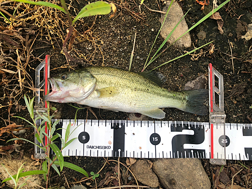 ブラックバスの釣果