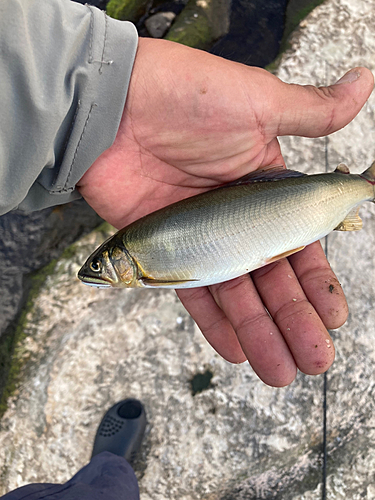 アユの釣果