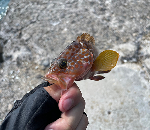 アコウの釣果