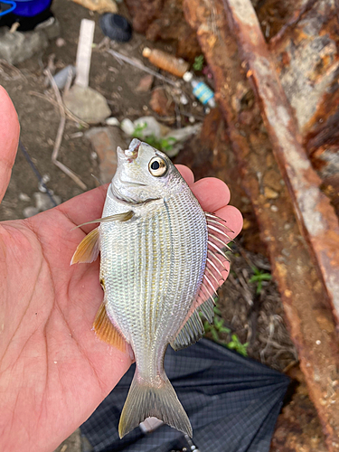 キビレの釣果