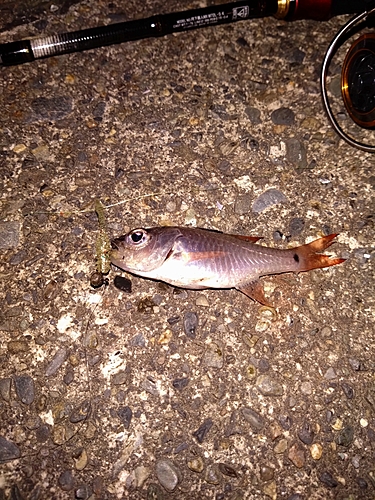 ネンブツダイの釣果