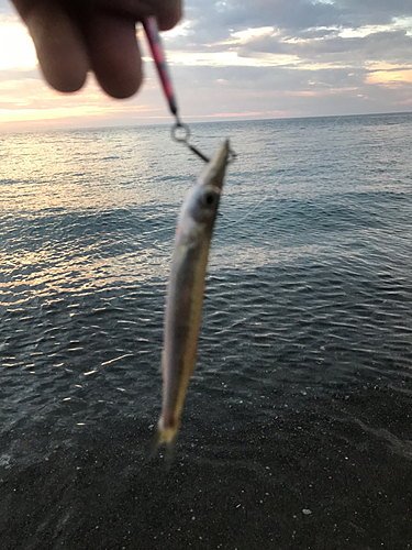 カマスの釣果