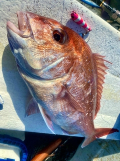 マダイの釣果