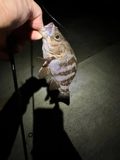 メバルの釣果