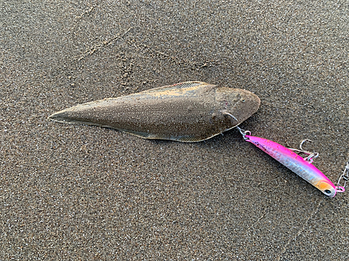 シタビラメの釣果