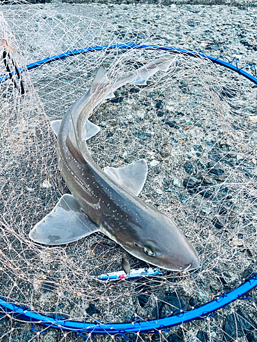 サメの釣果