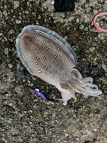 コウイカの釣果