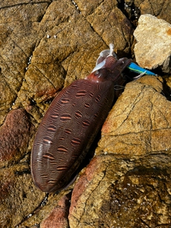 コウイカの釣果