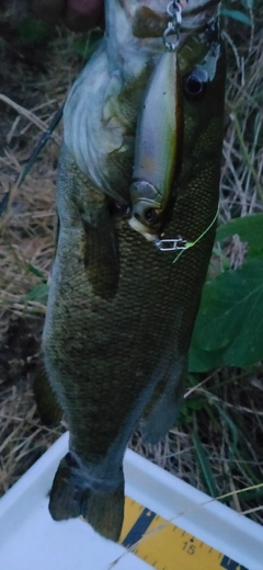 スモールマウスバスの釣果