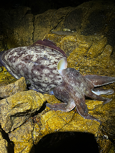 コウイカの釣果