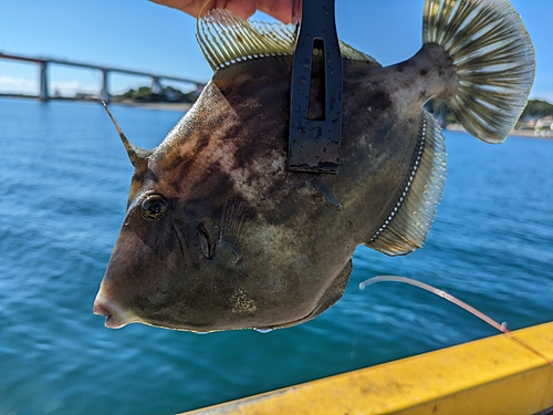 カワハギの釣果