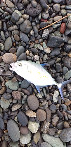 ナンヨウカイワリの釣果