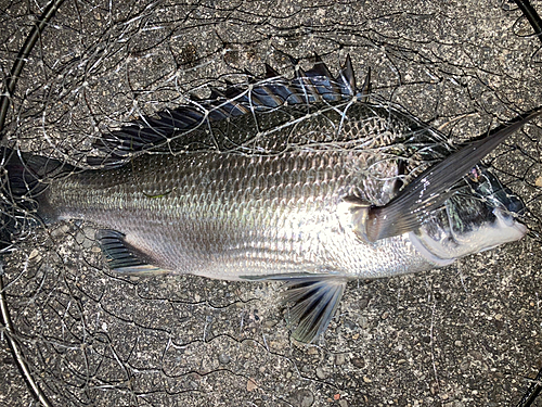 チヌの釣果