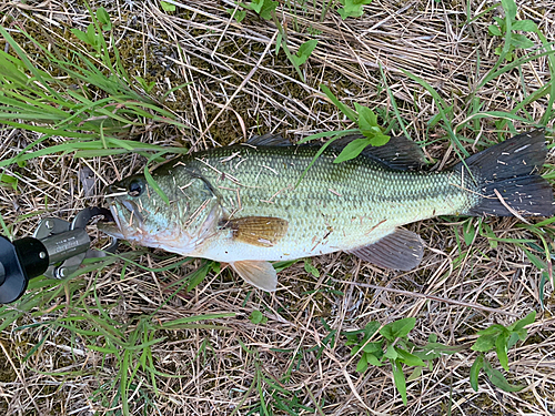 ブラックバスの釣果