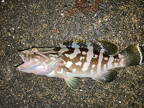 クエの釣果