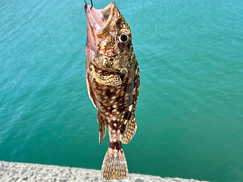 カサゴの釣果