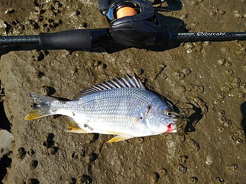 キビレの釣果