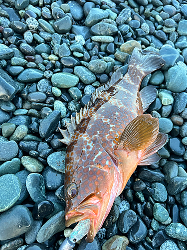 キジハタの釣果