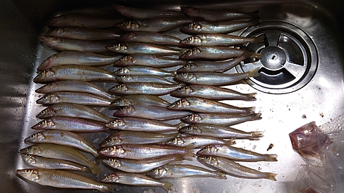 キスの釣果