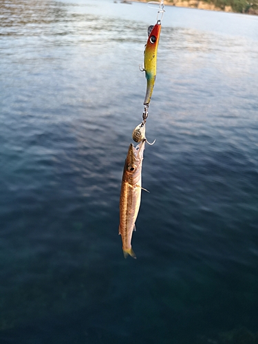 釣果