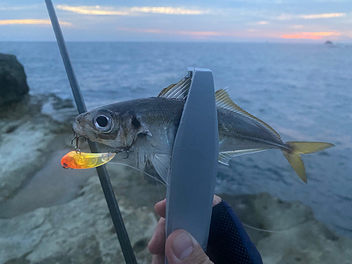 マアジの釣果