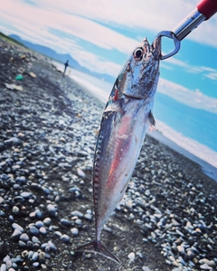 ソウダガツオの釣果