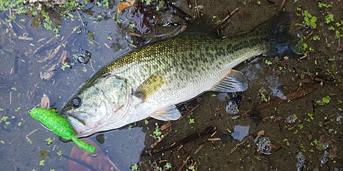 ブラックバスの釣果