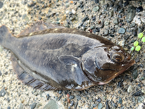 カレイの釣果