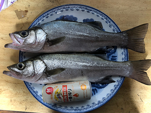 フッコ（ヒラスズキ）の釣果