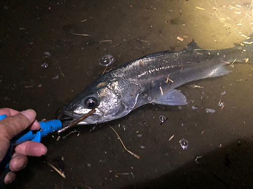 スズキの釣果