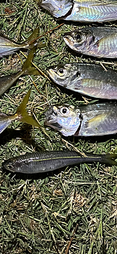 トウゴロウイワシの釣果