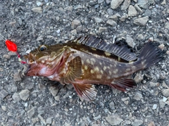 カサゴの釣果