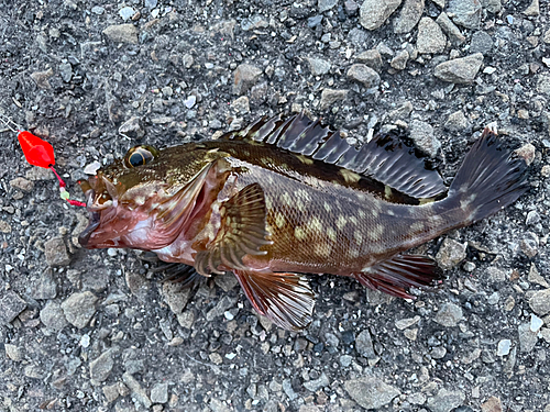 カサゴの釣果