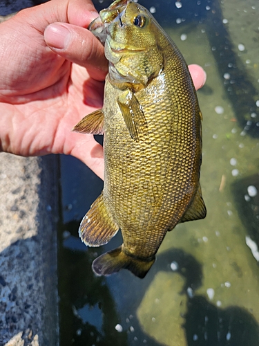 スモールマウスバスの釣果