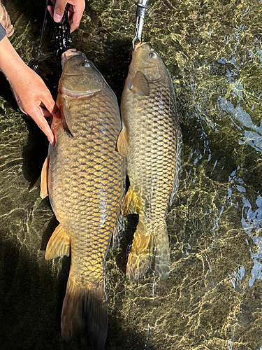 コイの釣果