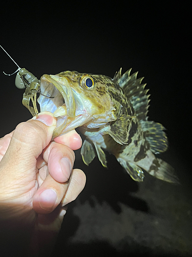 タケノコメバルの釣果