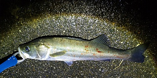 シーバスの釣果