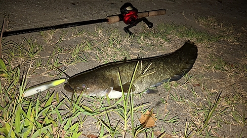 マナマズの釣果