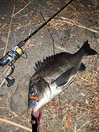 チヌの釣果